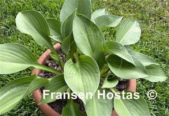 Hosta Zora